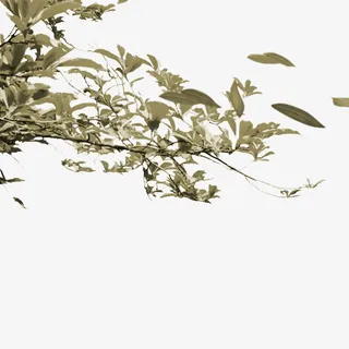 树枝叶子免抠