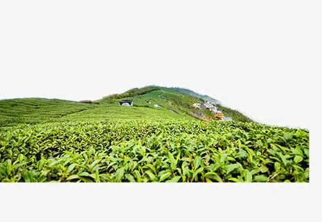 大片的茶园免抠 大片的茶园免抠