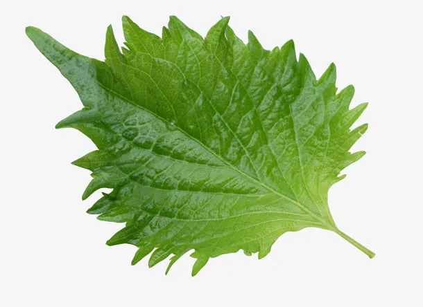 紫苏叶子绿叶免抠