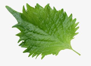 紫苏叶子绿叶免抠