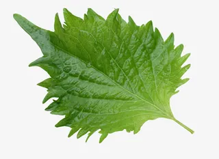 紫苏叶子绿叶免抠