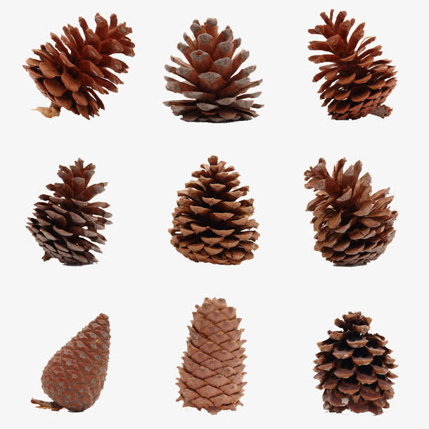 松果素材图案免抠