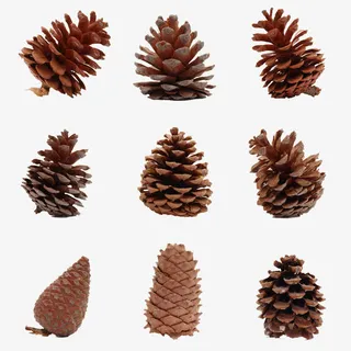 松果素材图案免抠