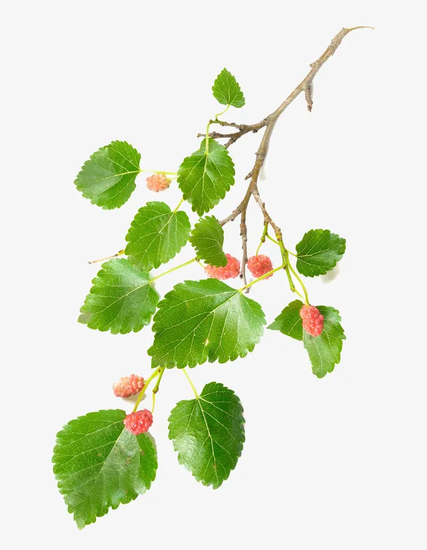 桑葚枝条免抠