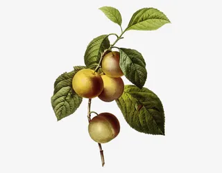 树枝上的李子免抠