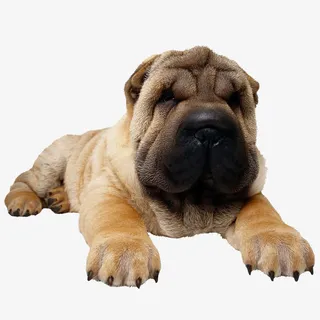 懒洋洋趴着的沙皮免抠