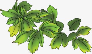 手绘绿色渐变树叶免抠