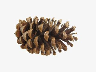 免抠素材松果图片免抠