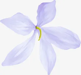 花瓣免抠