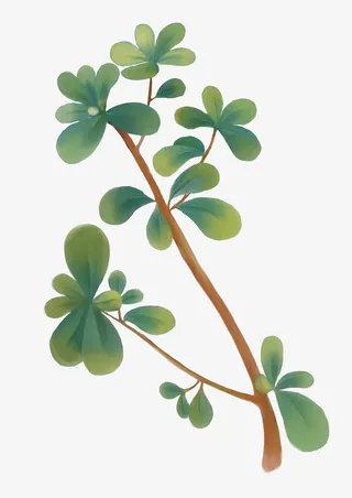 绿色马齿苋免抠