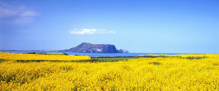 唯美油菜花田背景高清