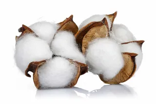 白色背景上的棉花1高清