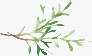 绿色手绘树叶免抠