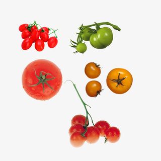 鲜红的番茄免抠