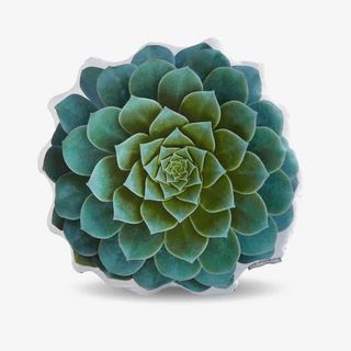 创意多肉植物免抠