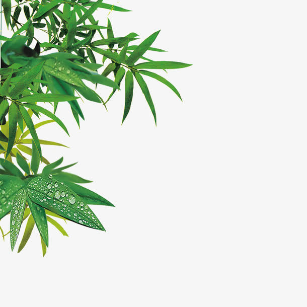 竹子免抠
