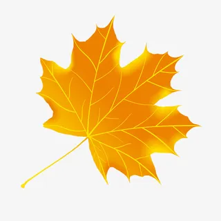 黄金枫叶免抠