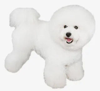 可爱比熊圆头造型免抠