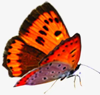 夏日飞舞海报植物蝴蝶免抠