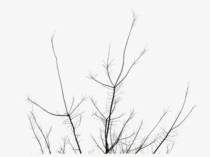 树枝枯枝枝干免抠