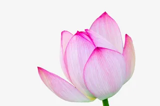 羞答答的一枝粉色荷花免抠