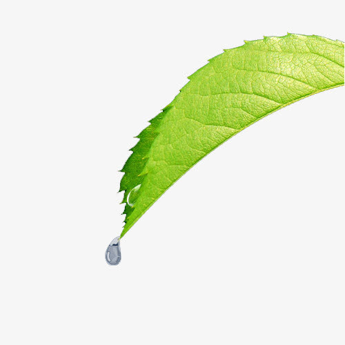 一片叶子免抠