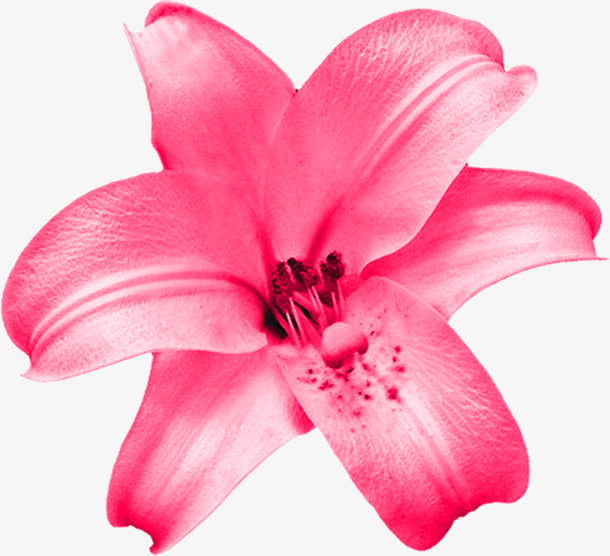 粉色高清花朵盛开免抠