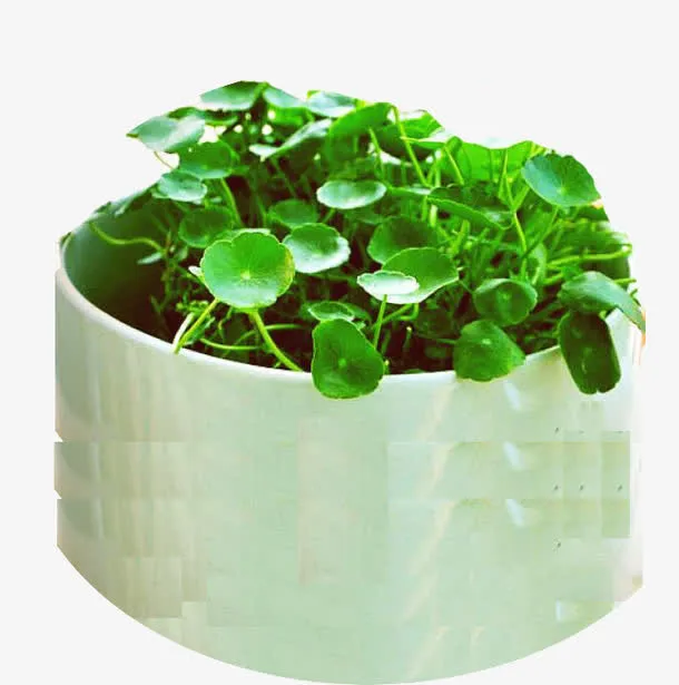 积雪草治疗传染性肝炎免抠