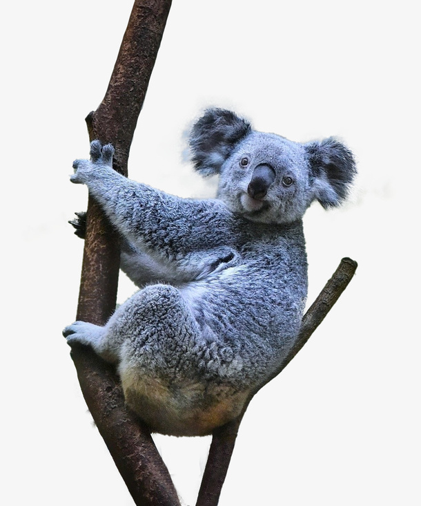 在树杈上的灰色考拉免抠