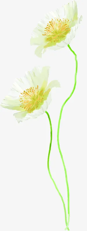 手绘白色康乃馨免抠