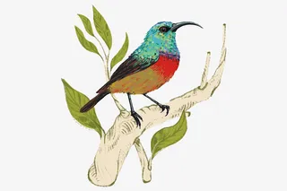 站在树枝上的鸟儿免抠