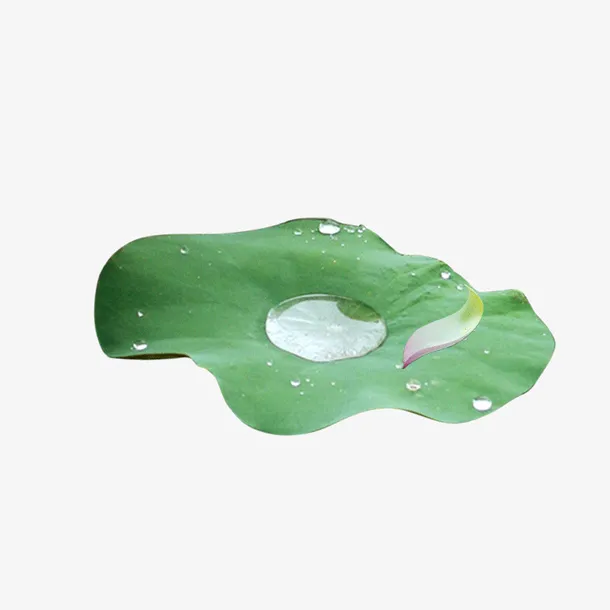 荷叶 荷叶  水珠免抠