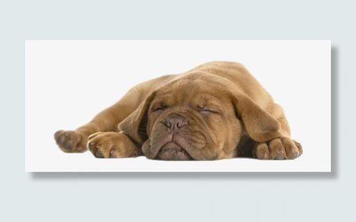 棕色可爱动物躺着的狗实物免抠