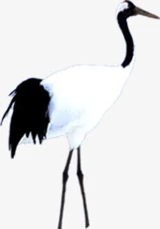 清新古风中国风仙鹤动物免抠