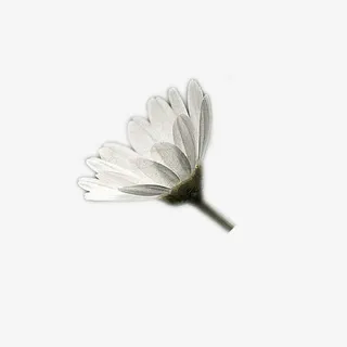 一朵素雅的白色雏菊免抠