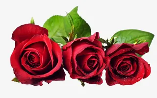 红色玫瑰花抠图免抠