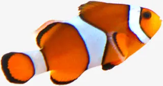 游动小丑鱼素材免抠