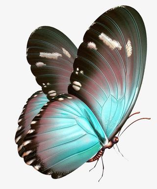 蝴蝶,彩蝶,粉蝶免抠