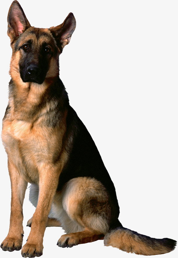 卡通坐着的牧羊犬png免抠