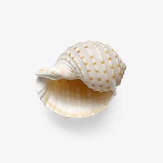 一个贝壳素材免抠