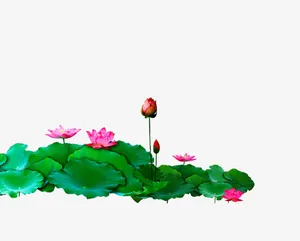 荷叶花免抠
