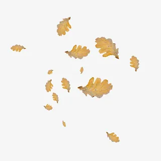 漂浮棕色树叶免抠