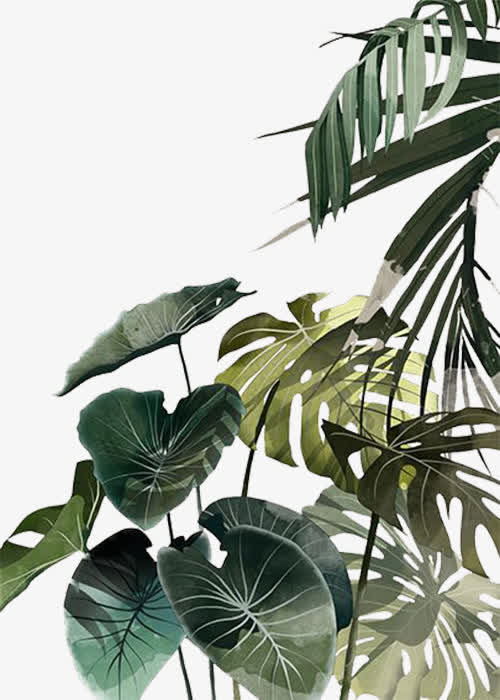 植物叶子纹理免抠