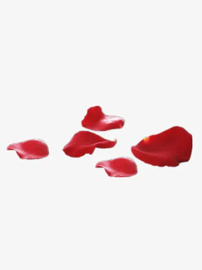 散落的花瓣免抠