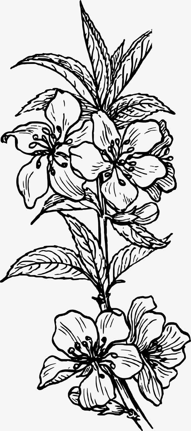矢量手绘桃花免抠