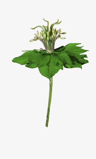 花枝花草花瓣绿叶免抠