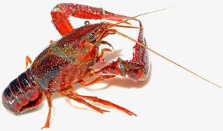 一只活的小龙虾免抠