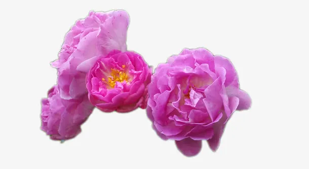 蔷薇花免抠