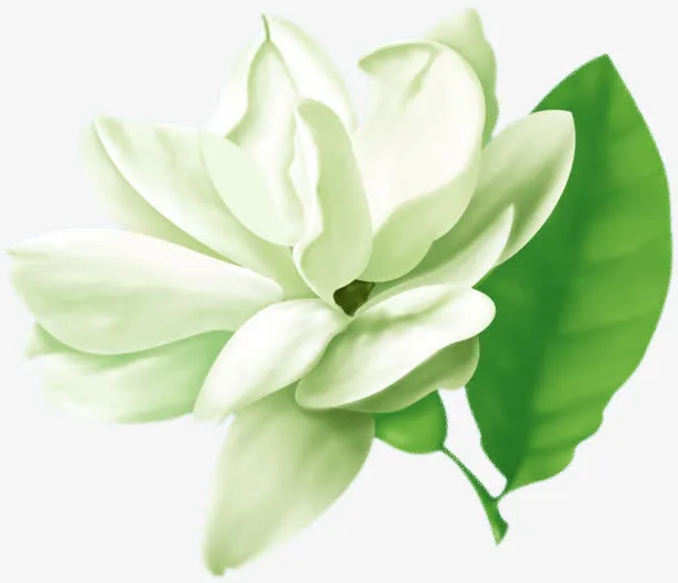 花瓣白色花朵免抠