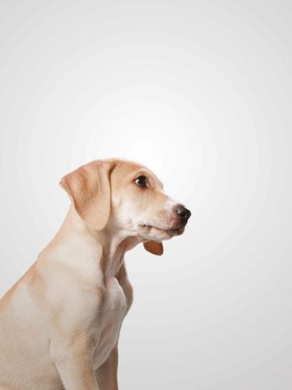 宠物狗狗爱心回家萌宠海报背景模板高清